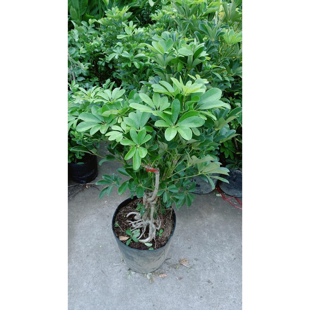 Cây Ngũ Gia Bì Lớn