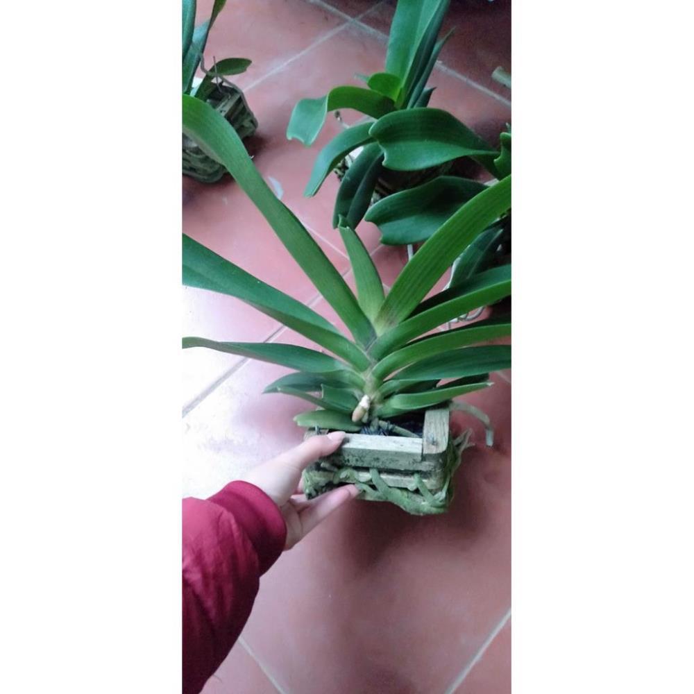 Hoa Phong Lan Nghinh Xuân Đỏ Cây To Khủng