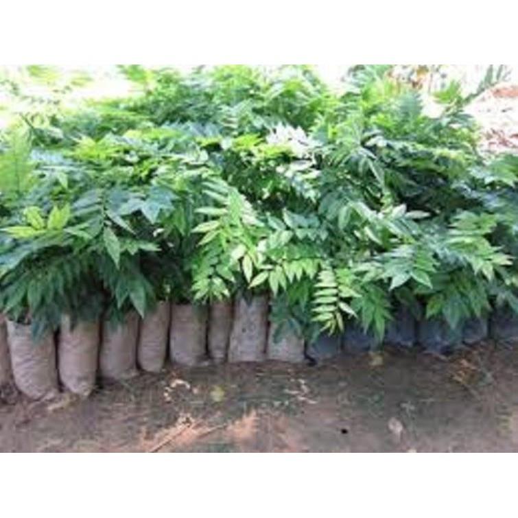 Cây SƯA ĐỎ giống - Cây giống giá trị kinh tế cao