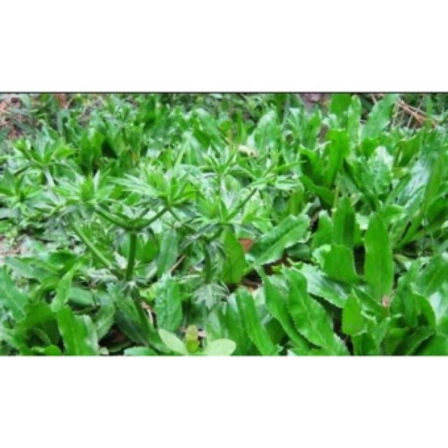 HẠT GIỐNG MÙI TÀU