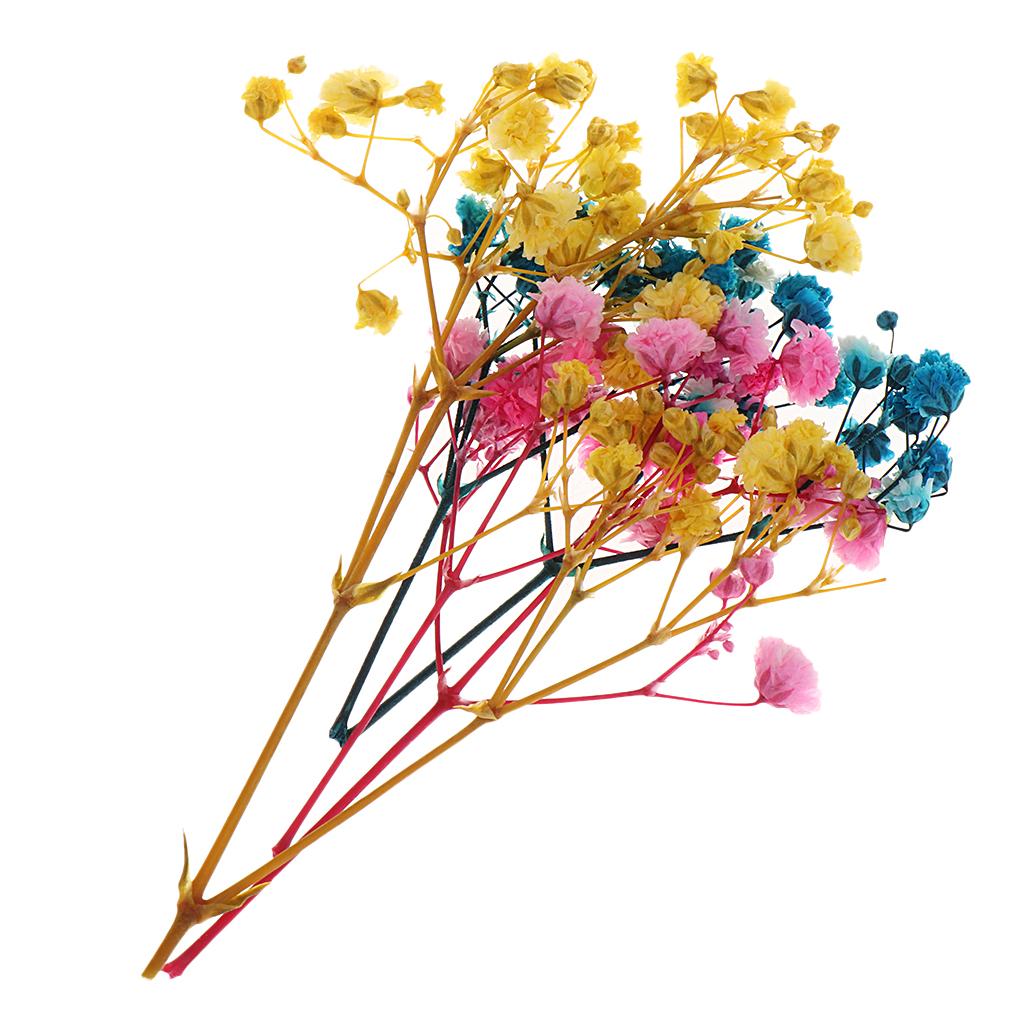 Túi Hoa Ép Khô Dùng Trang Trí Thủ Công Đa Năng