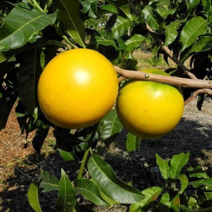 Cây Giống VŨ SỮA HOÀNG KIM - GIỐNG F1- SIÊU QUẢ