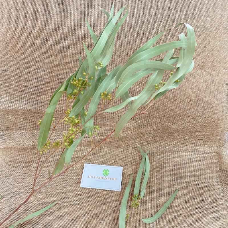 Lá Bạch Đàn tự nhiên bản dài, cành lá kèm quả decor nhà cửa, phụ kiện chụp ảnh