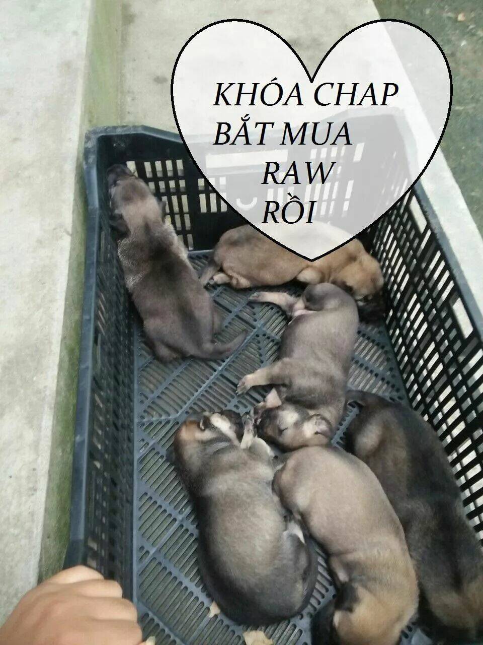 độc phi thần y quá kiêu ngạo chapter 69 47