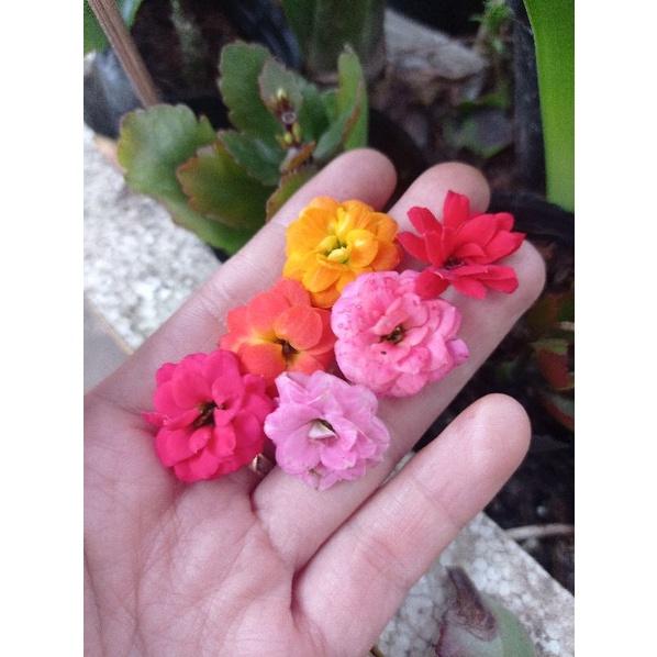 Cây sống đời kép nhiều màu