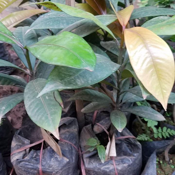 Măng cụt - Cây đặc sản.