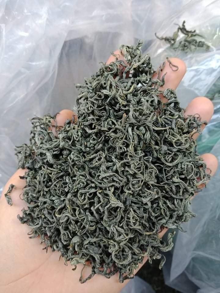 Combo 5 Cây giống trà xanh/chè xanh