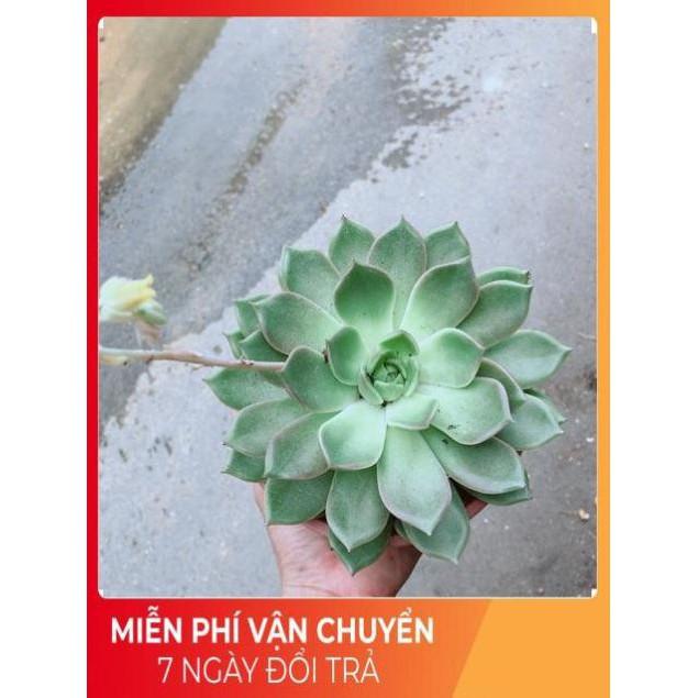 Sen Đá Size Đại