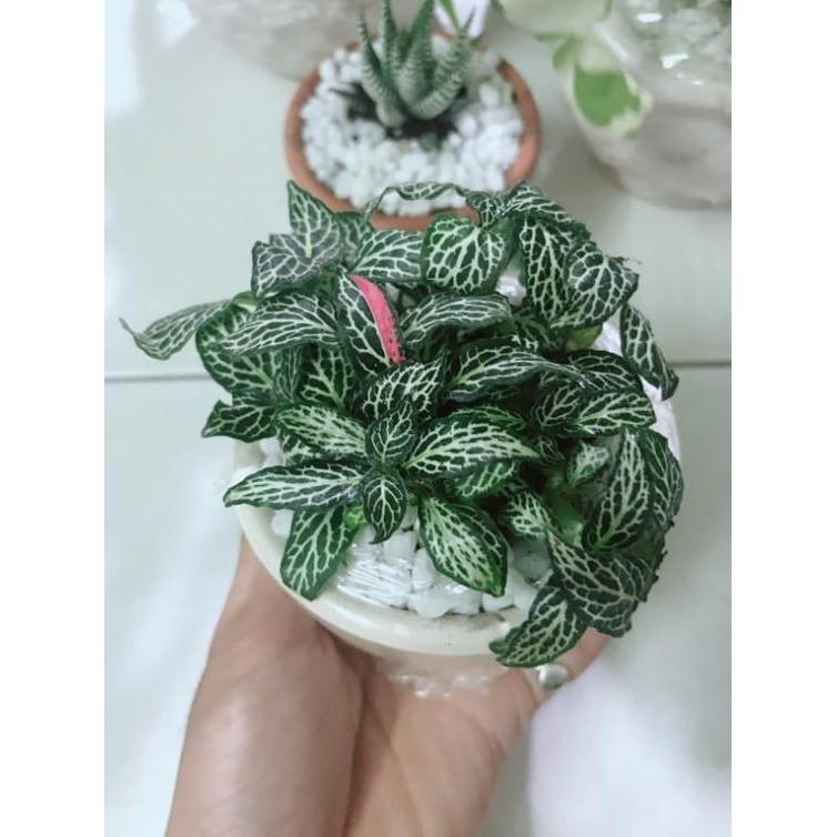 Combo hai chậu cây cẩm nhung xanh+đỏ Bán Chạy