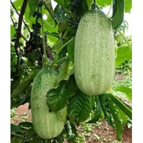 Gói 10 hạt giống dưa chuột mèo quả to đùng