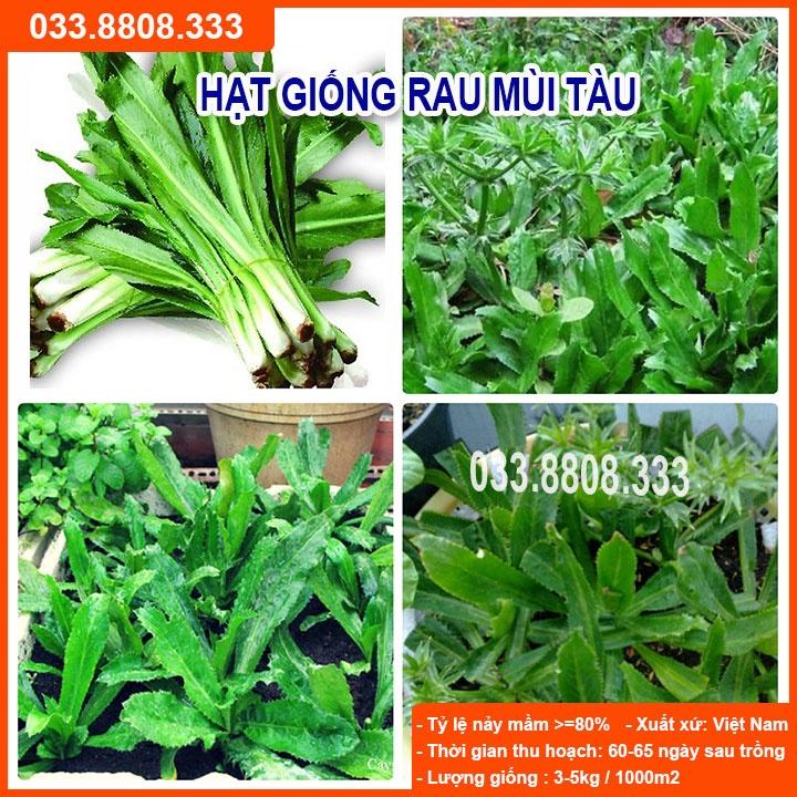 Hạt Giống Rau Mùi Tàu  khoảng 500 hạt