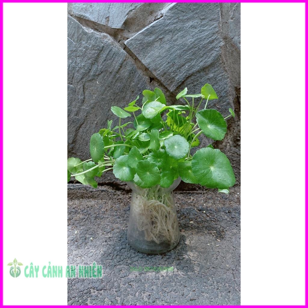 Chậu Cây Cỏ Đồng Tiên
