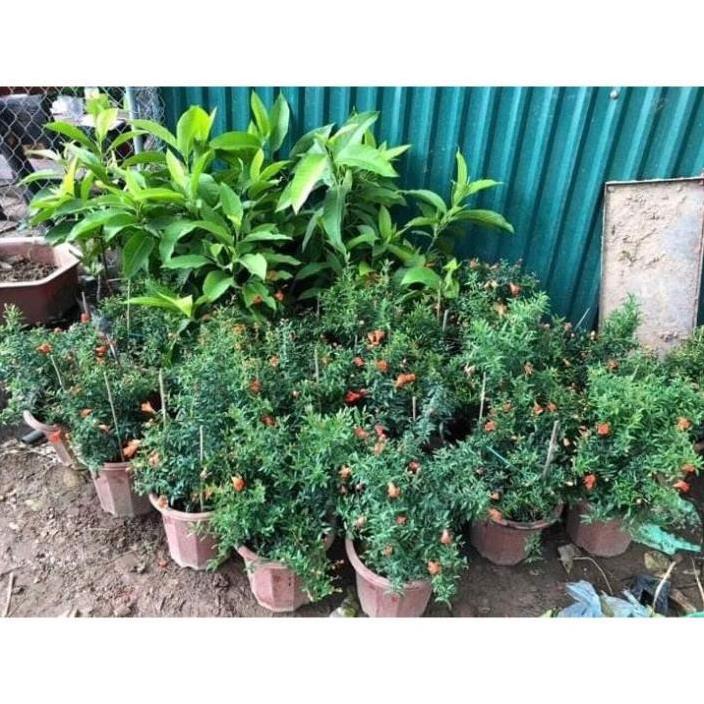 Sản phẩm CÂY LỰU ĐỎ LÙN NHẬP NGOẠI