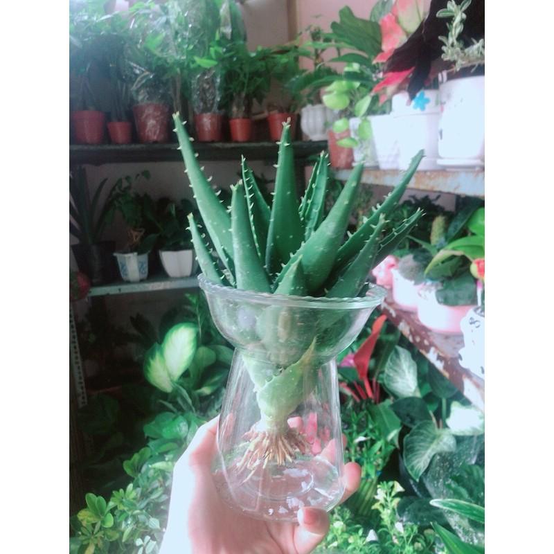 Nha Đam Kèm Chậu Thuỷ Tinh
