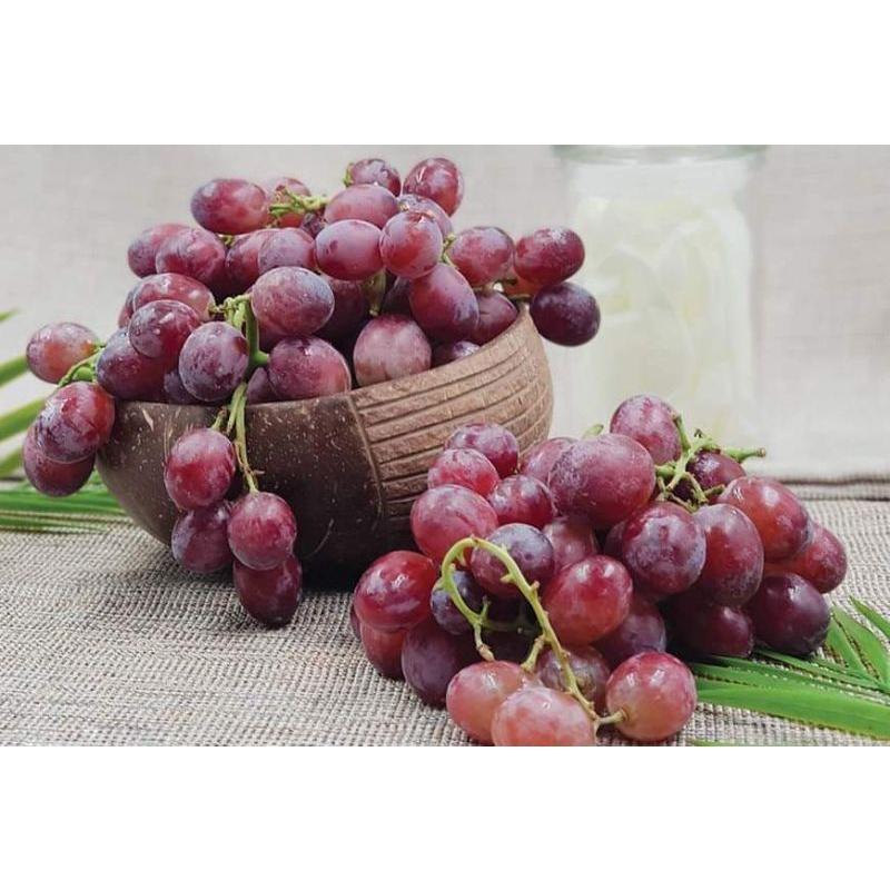 CÂY GIỐNG NHO KẸO SIÊU SỚM