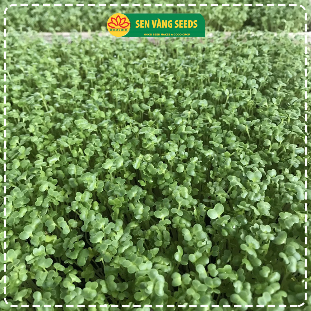 Hạt Giống Rau Mầm Củ Cải Trắng (Size Trung) - Nhập khẩu New Zealand, nảy mầm &gt;95%, siêu năng suất - HẠT GIỐNG SEN VÀNG