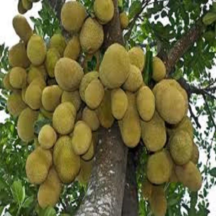 COMBO 2 CÂY GIỐNG MÍT SIÊU QUẢ MALAYSIA