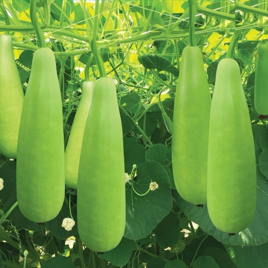 Hạt Giống Bầu Xị F1 CT03 - Gói 10 hạt