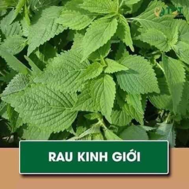 COMBO 8 loại hạt giống rau gia vị ngắn ngày