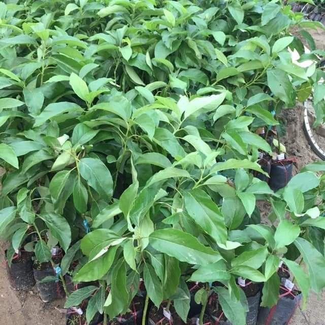 CÂY GIỐNG BƠ TÍ HON KHÔNG HẠT