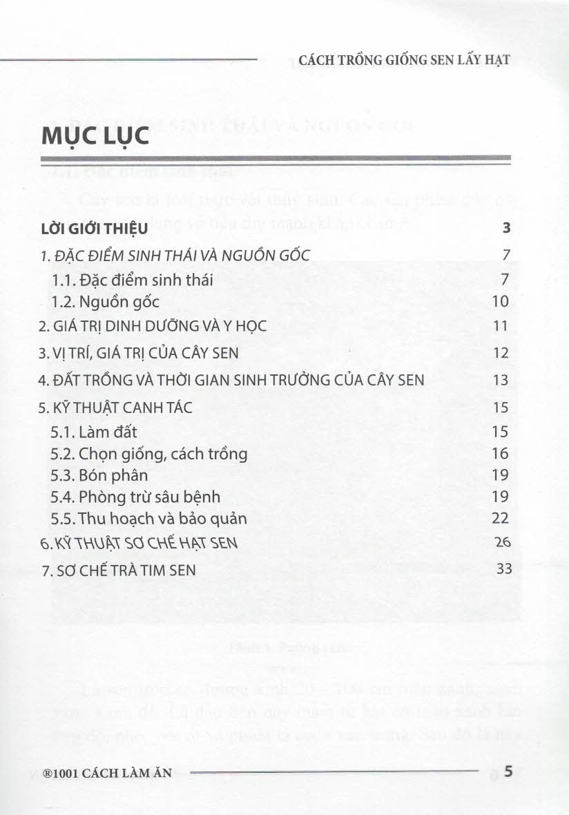 Cách Trồng GIỐNG SEN LẤY HẠT