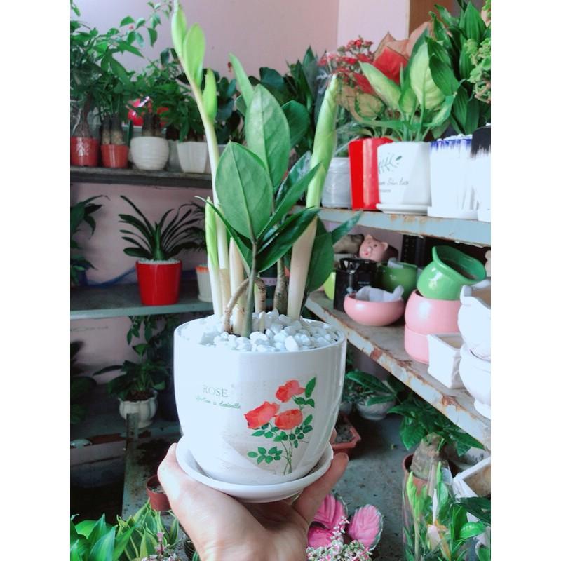 Chậu Kim Phát Tài