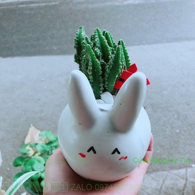 Chậu Xương Rồng Thanh Sơn Thỏ Trắng