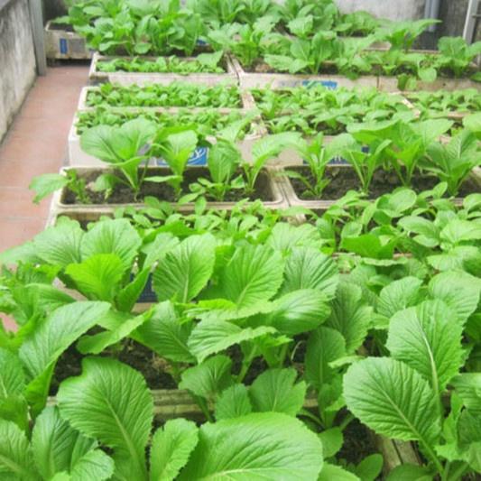 Gói 20g Hạt giống rau cải bẹ mỡ F1 cao sản - nảy mầm tốt, sinh trưởng nhanh