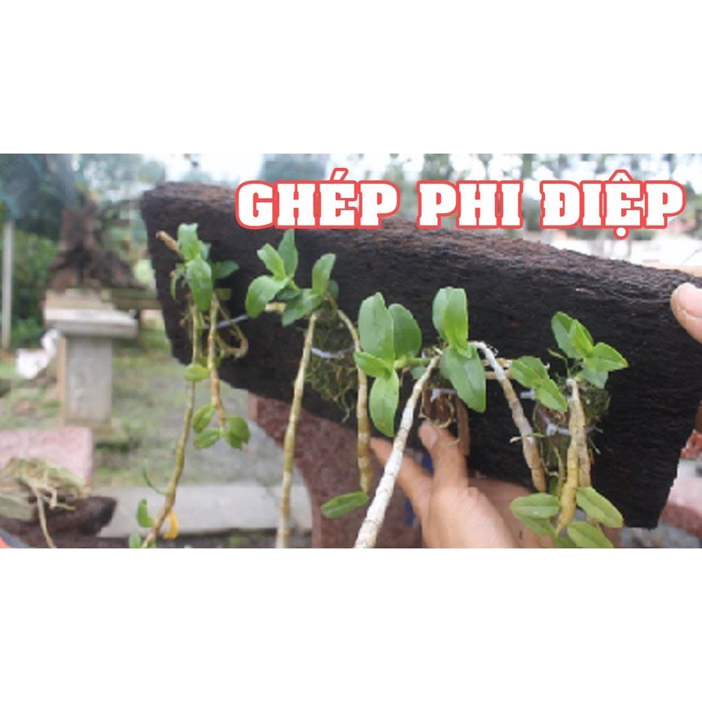 Dớn Bảng Trồng Lan Các Loại
