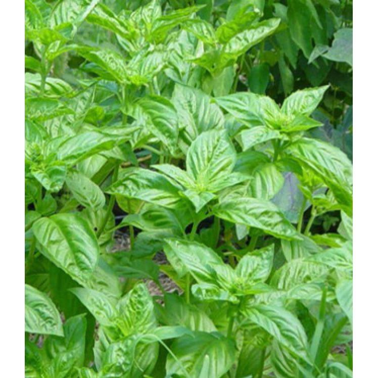 Hạt giống húng tây Húng tây – 1Gram/gói