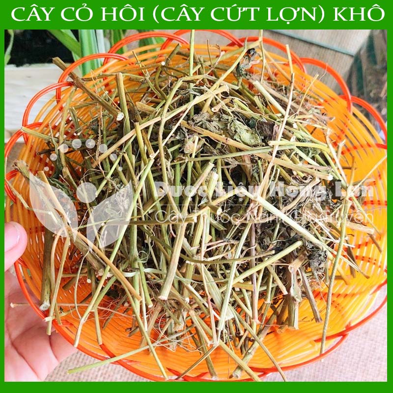 Cây Cỏ Hôi khô 500gram
