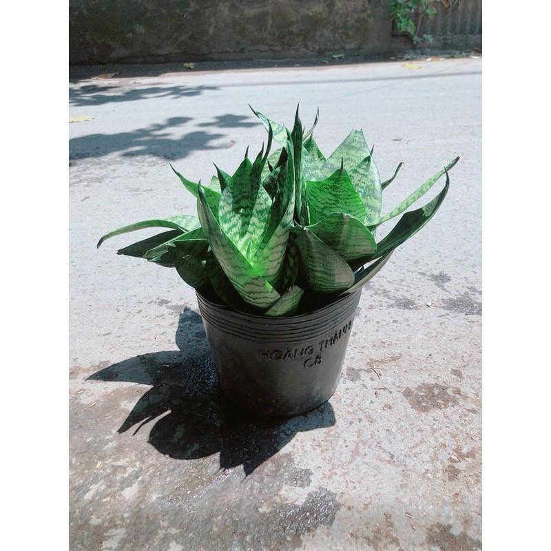 Lưỡi Hổ Sansevieria Trifasciata
