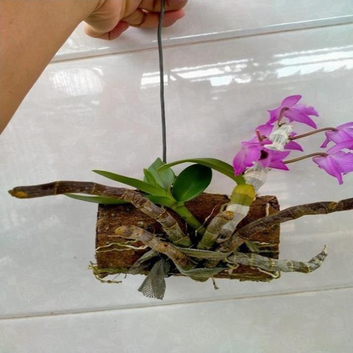 Hoa lan trầm tím điện biên