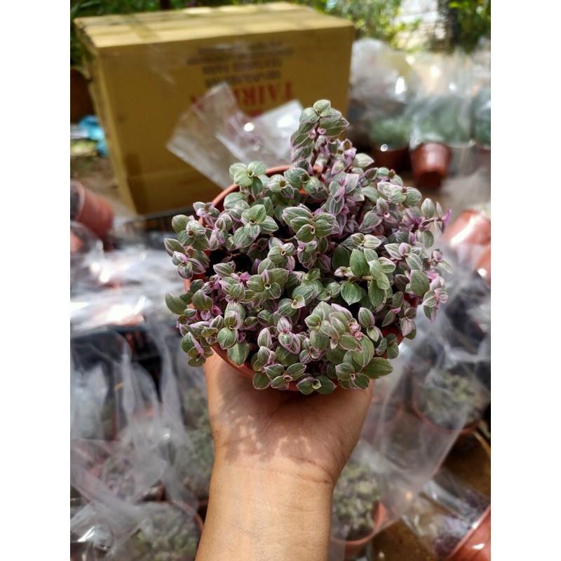 Cây Thài Lài Thái