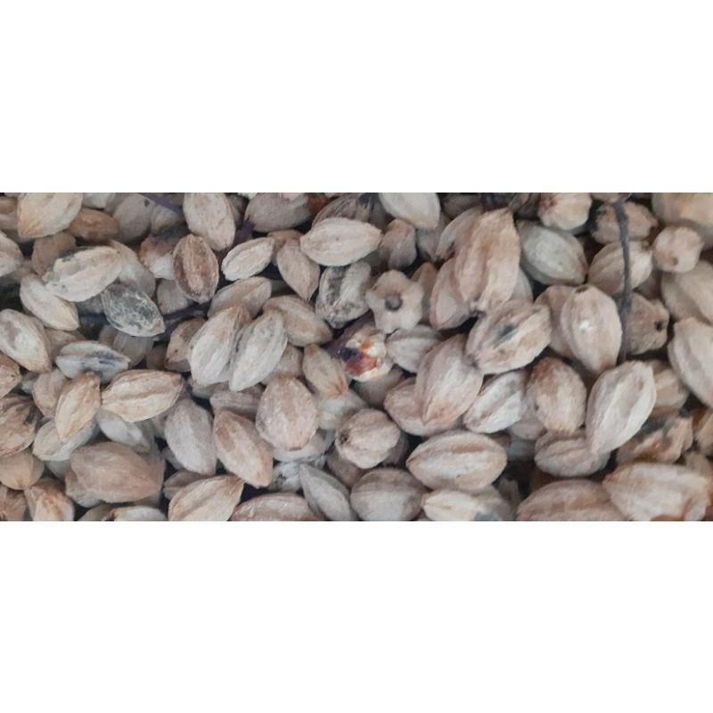500 gram hạt xoan ta giống