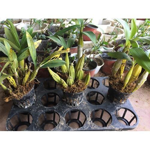 CHẬU LAN HOÀNG LẠP HÀNG THUẦN