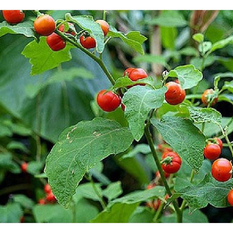 Bộ 5 gói hạt giống cây cà gai leo