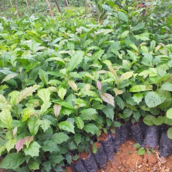 Cây giông xạ đen.là loại dược liệu quý chữa được nhiều bệnh