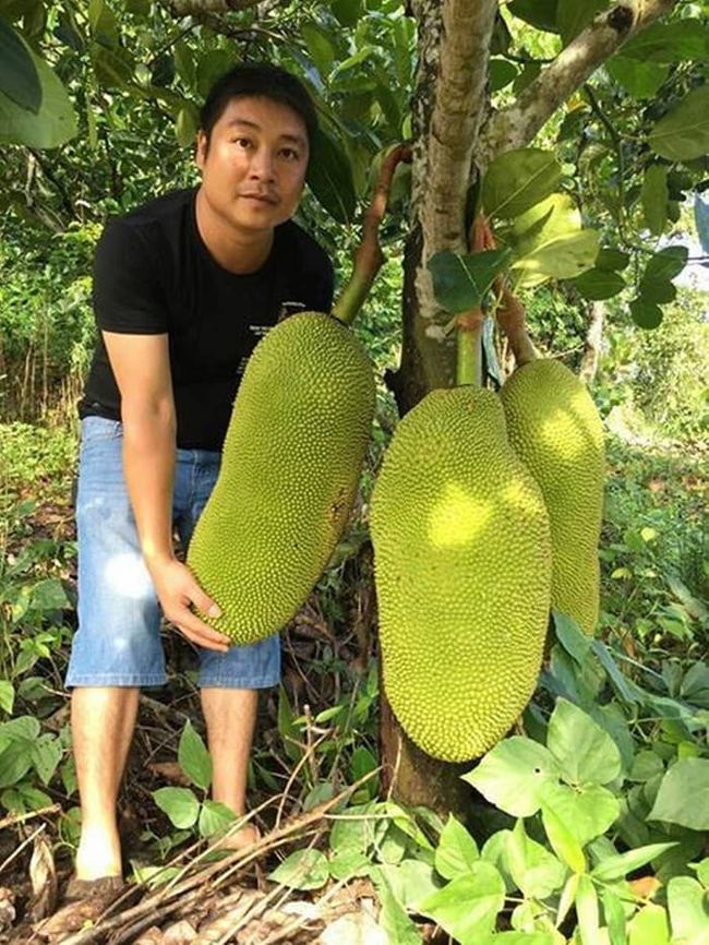 Cây Giống Mít Trái Dài