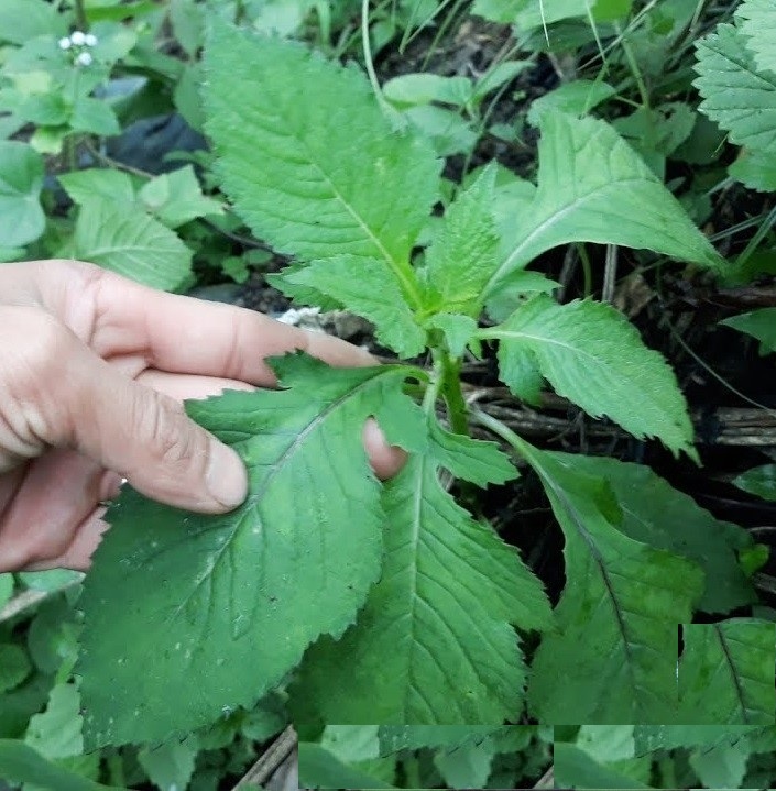 Hạt Giống Rau Tàu Bay - 1 gói 20 hạt