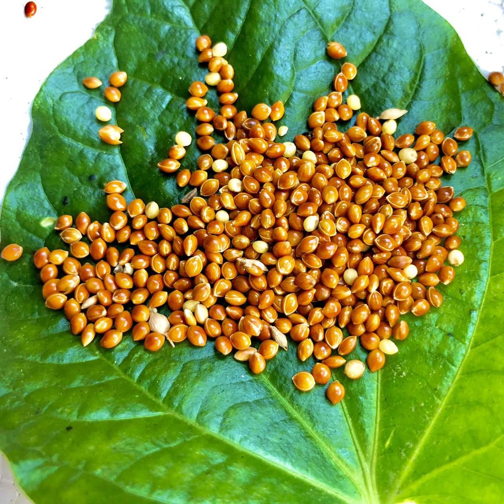 Hạt kê, kê đỏ hạt bóng cho chim cảnh, Vẹt, chim Yến Phụng, chim cu gáy, Hamster và các dòng chim sẻ