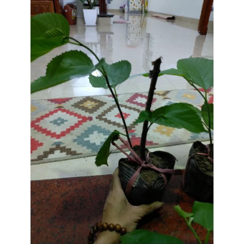 Cây Giống Dâu Quả Dài Rất Ngon 981