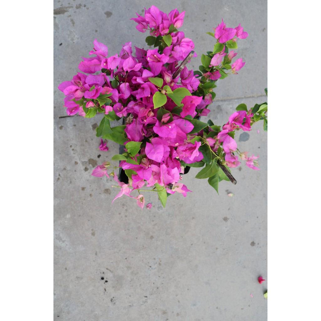 Chậu cây hoa Giấy bông màu hồng