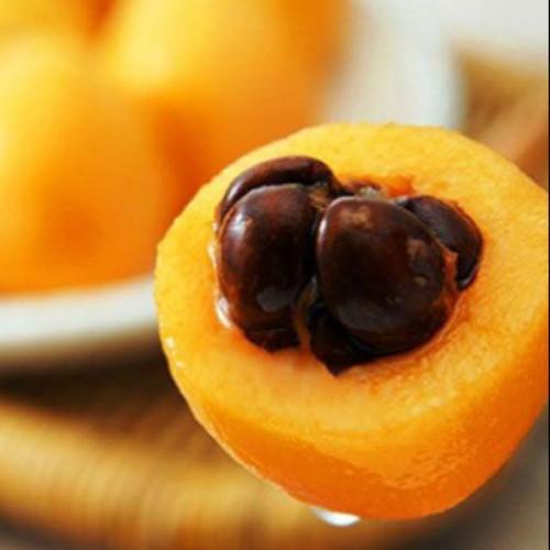 CÂY GIỐNG QUẢ BIWA SIÊU NGỌT, SIÊU QUẢ, SIÊU NĂNG SUẤT,SIÊU KINH TẾ- CAM KÊT GIỐNG CHUẨN F1 - CGBWSQSNSSK