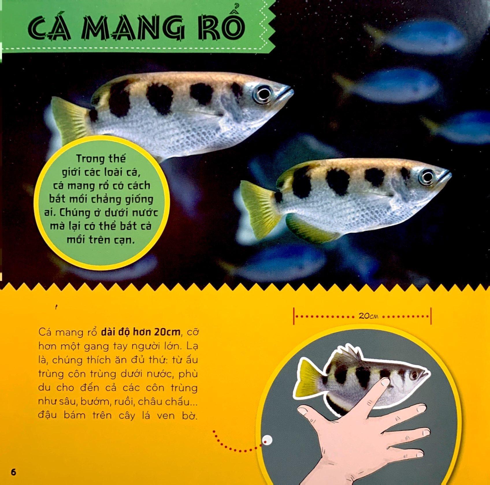 Bí Ẩn Thế Giới Loài Vật - Cá (Tái Bản 2024)