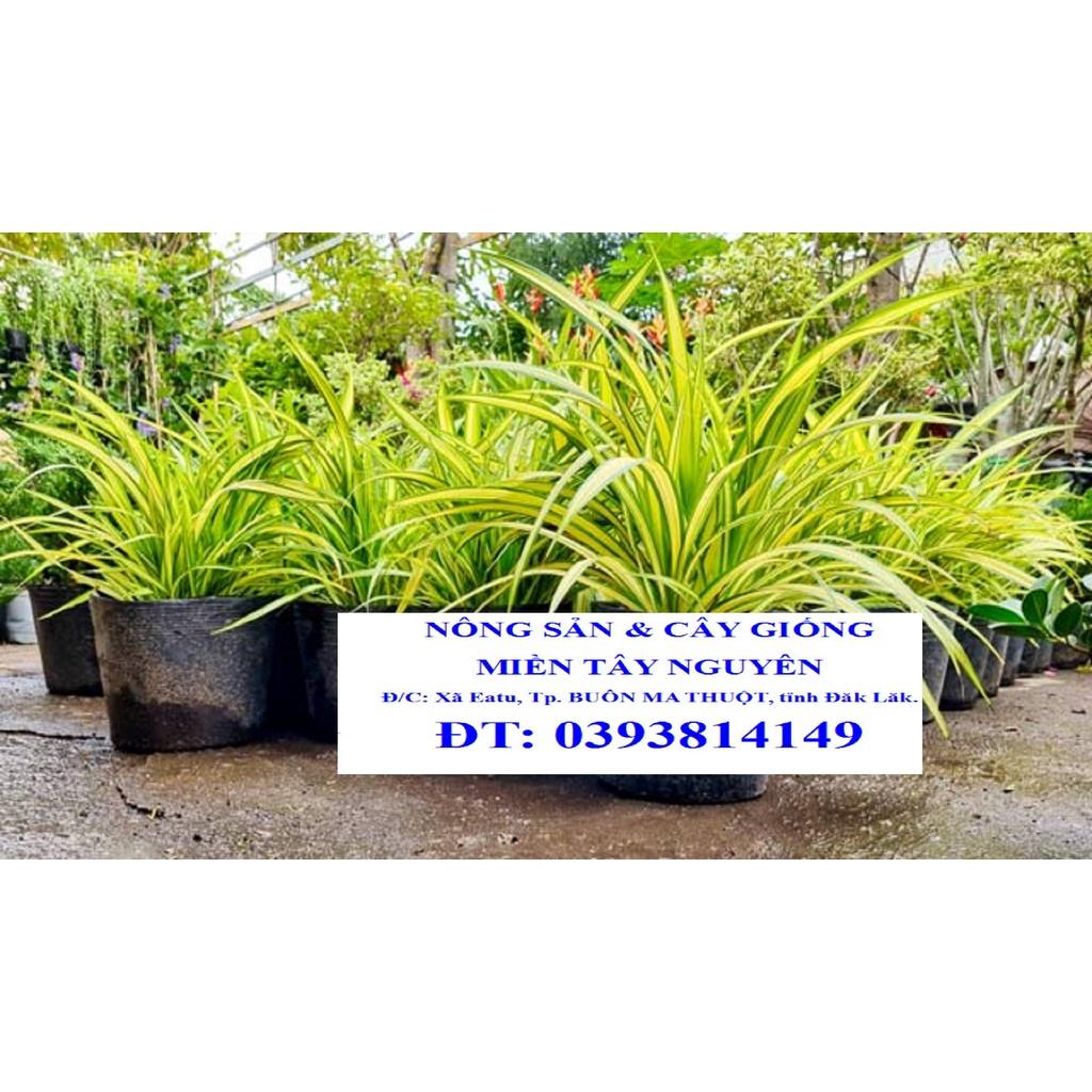 CÂY GIỒNG DỨA VẠN PHÁT - CÂY PHONG THỦY. *