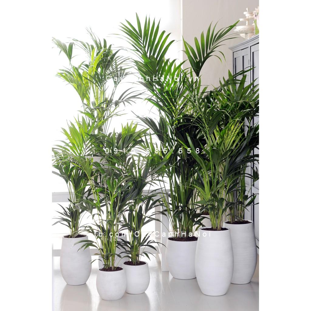 CÂY CAU HAWAI , CÂY NỘI THẤT, CÂY PHONG THỦY MANG LẠI MAY MẮN TÀI LỘC CHO GIA CHỦ