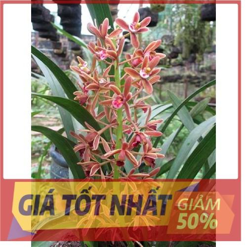 COMBO 5 THÂN Địa lan kiếm lá cứng vùng tây bắc . hoa vô cùng đẹp, vòi bông dài gần 1m UY TÍN CHẤT LƯỢNG