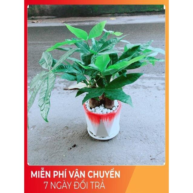 Chậu Kim Ngân 3 Thân Lớn