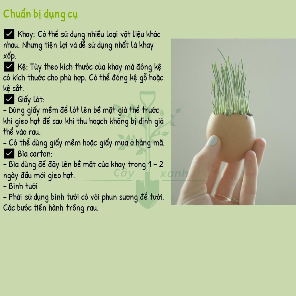 Hạt Giống Cỏ Lúa Mì Dễ Trồng, Thơm Ngon, Nhanh Thu Hoạch - Gói 100gr
